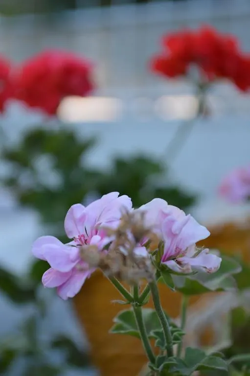 Degirmenli Konak Hotel Alaçatı Bed & Breakfast